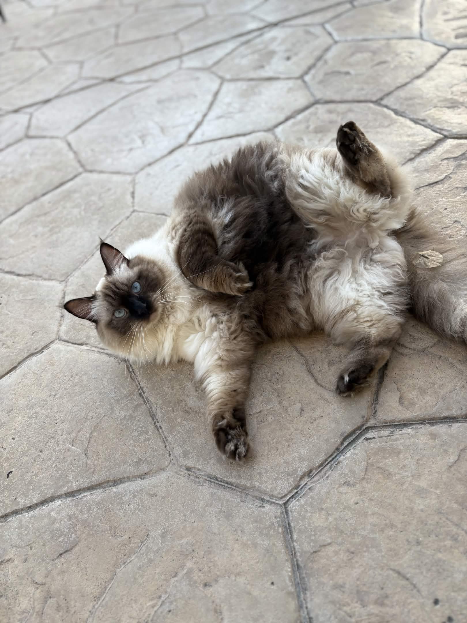 This is my friend's cat.